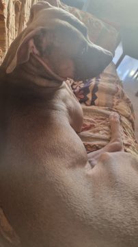Hotel para Cães
