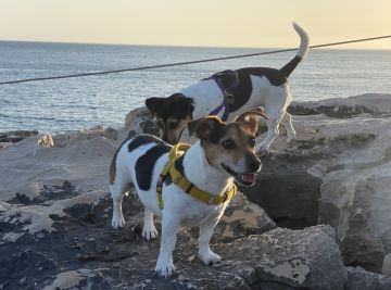 Dog Hotel