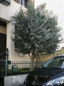 Podador de Árvores