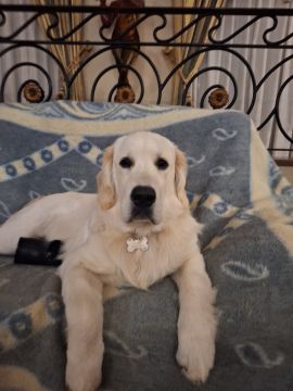 Dog Hotel