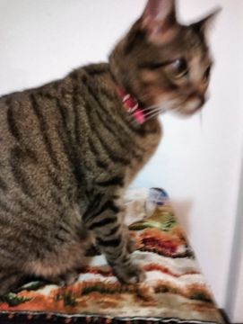 Hotel para Gatos