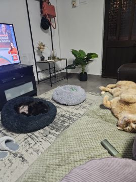 Hotel for Cats