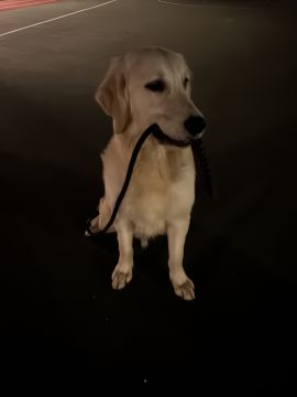 Hotel para Cães