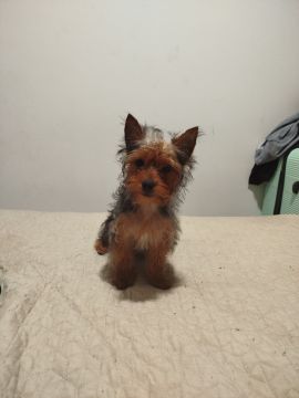 Dog Hotel