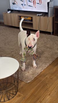 Hotel e Creche para Animais