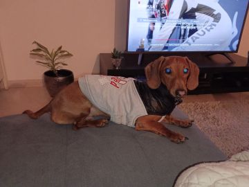 Hotel para Cães
