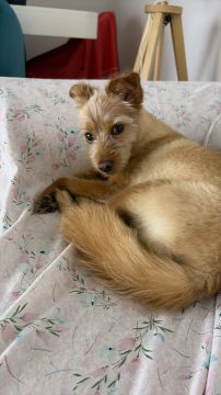 Hotel para Cães