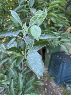 Poda e Manutenção de Árvores - Jardinagem e Relvados