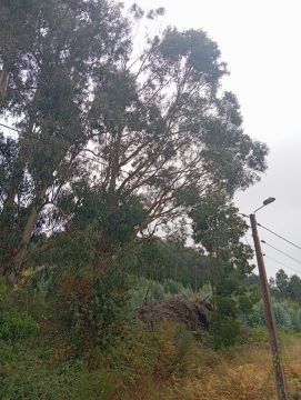 Poda e Manutenção de Árvores