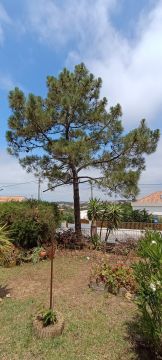 Tree Trimmer