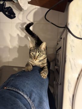 Hotel para Gatos