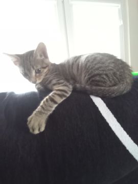 Hotel para Gatos