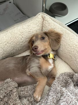 Hotel para Cães