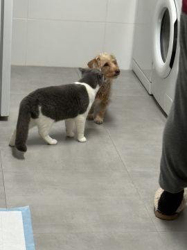 Hotel para Cães