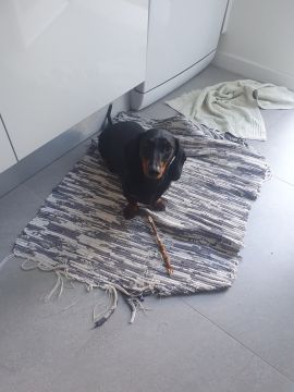 Dog Hotel