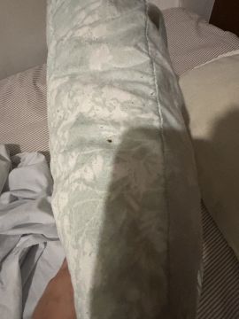 Bed Bug Exterminator