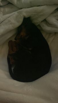 Hotel para Cães