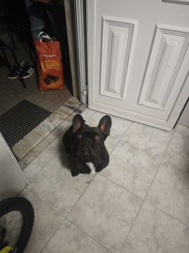 Hotel para Cães
