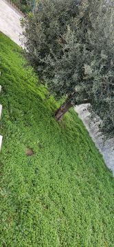 Jardinagem