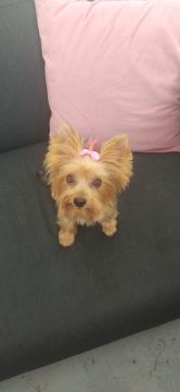 Hotel para Cães