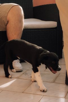 Hundepension