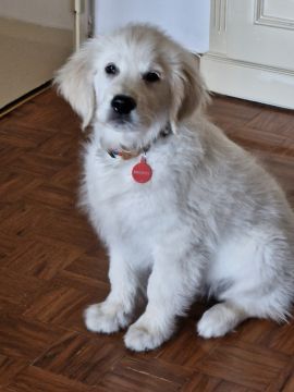 Hotel para Cães