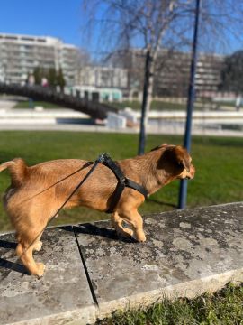 Hotel para Cães