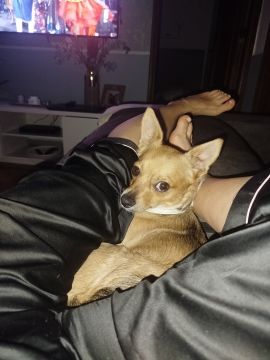 Hospedaje de perros