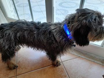 Hotel para Cães