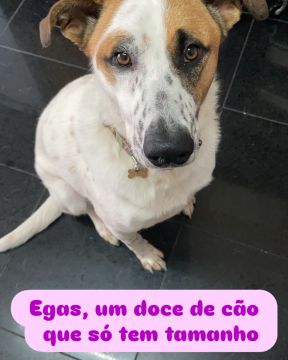Hotel para Cães