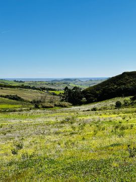 Paisagismo