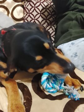 Hotel para Cães