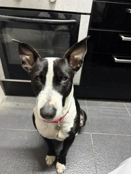 Hotel para Cães