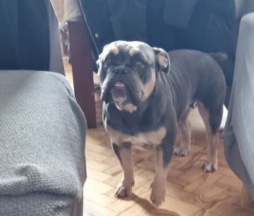 Dog Hotel