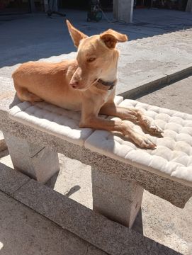 Dog Hotel