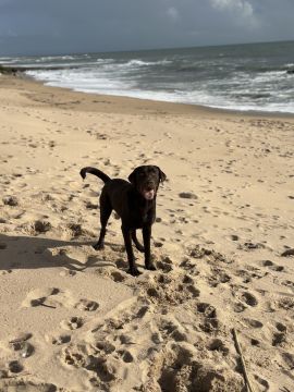 Pet Boarding and Daycare