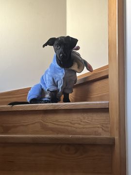 Hotel para Cães