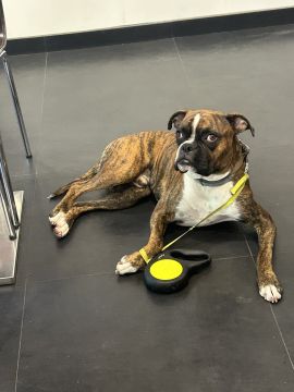 Hotel para Cães