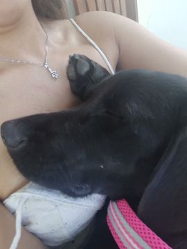 Hotel para Cães
