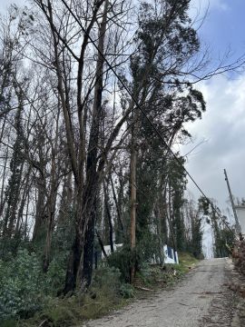 Tree Trimmer