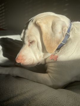 Hotel para Cães