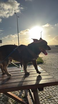 Hotel para Cães