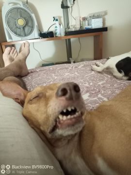 Hotel para Cães