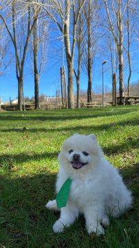 Dog Hotel
