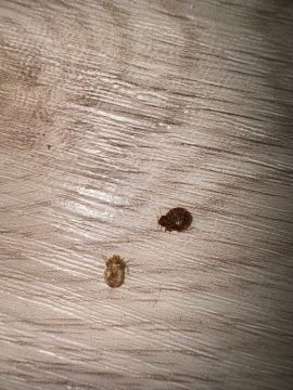 Pest Control - Home Improvements