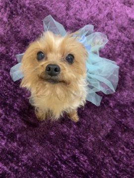 Hotel para Cães