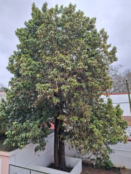 Élagage et entretien des arbres