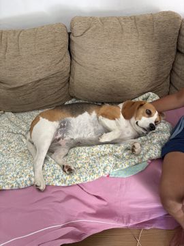 Hotel para Cães