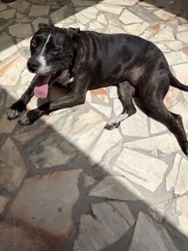 Pension pour chiens
