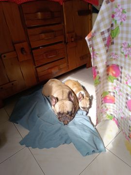 Pet Boarding and Daycare